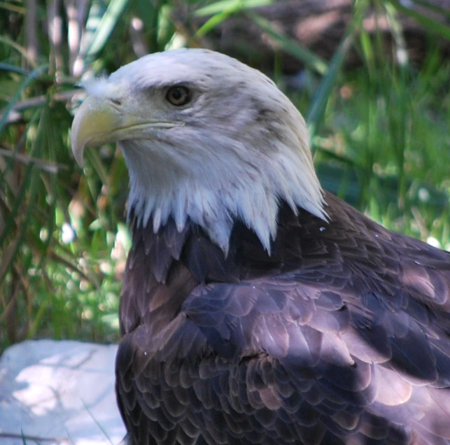 an eagle is looking out in the wild