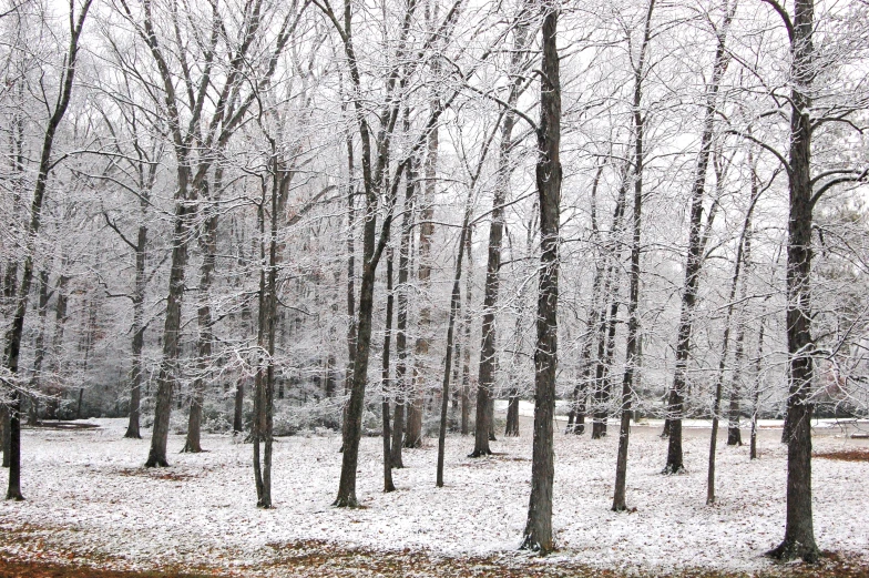 a bunch of snow covered trees in a forest
