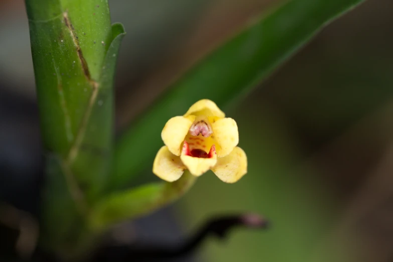 a tiny flower that is growing from a plant