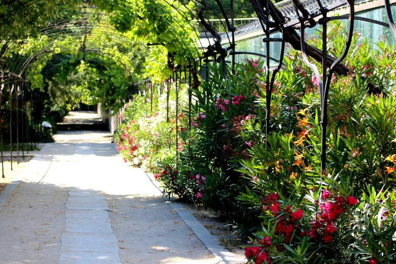 many flowers line the fenced path between two houses