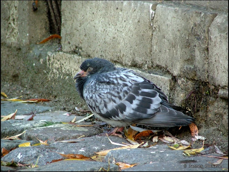a pigeon standing on top of leaves and cement