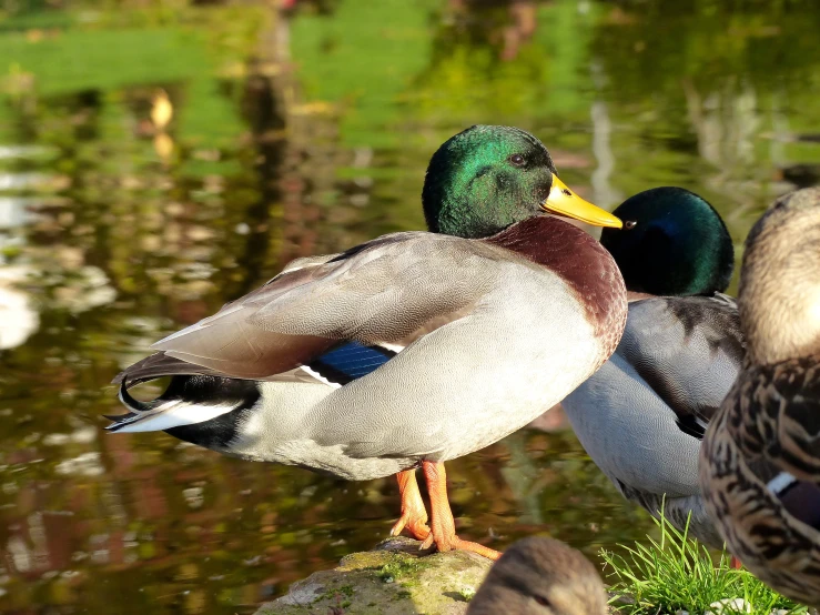 a close up of two birds near water