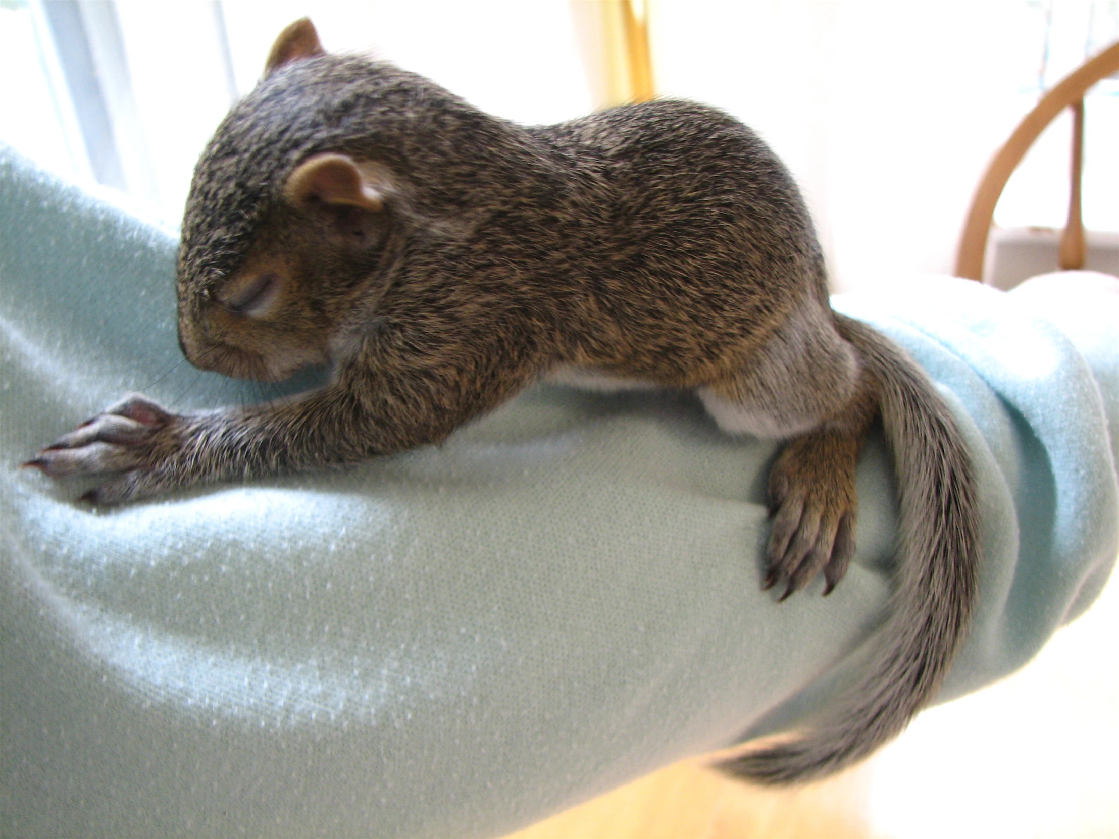 a small animal sitting on the back of someones arm