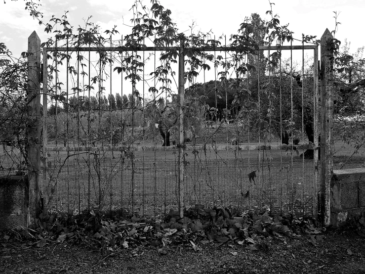 there is a black and white po of trees with leaves