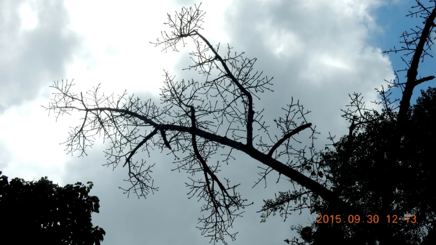 a large thin tree has just taken full view