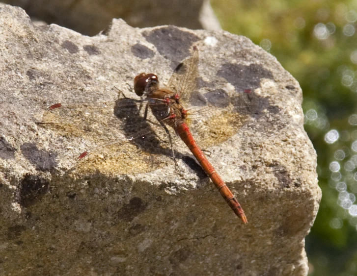 a red dragonfly sitting on a rock outdoors