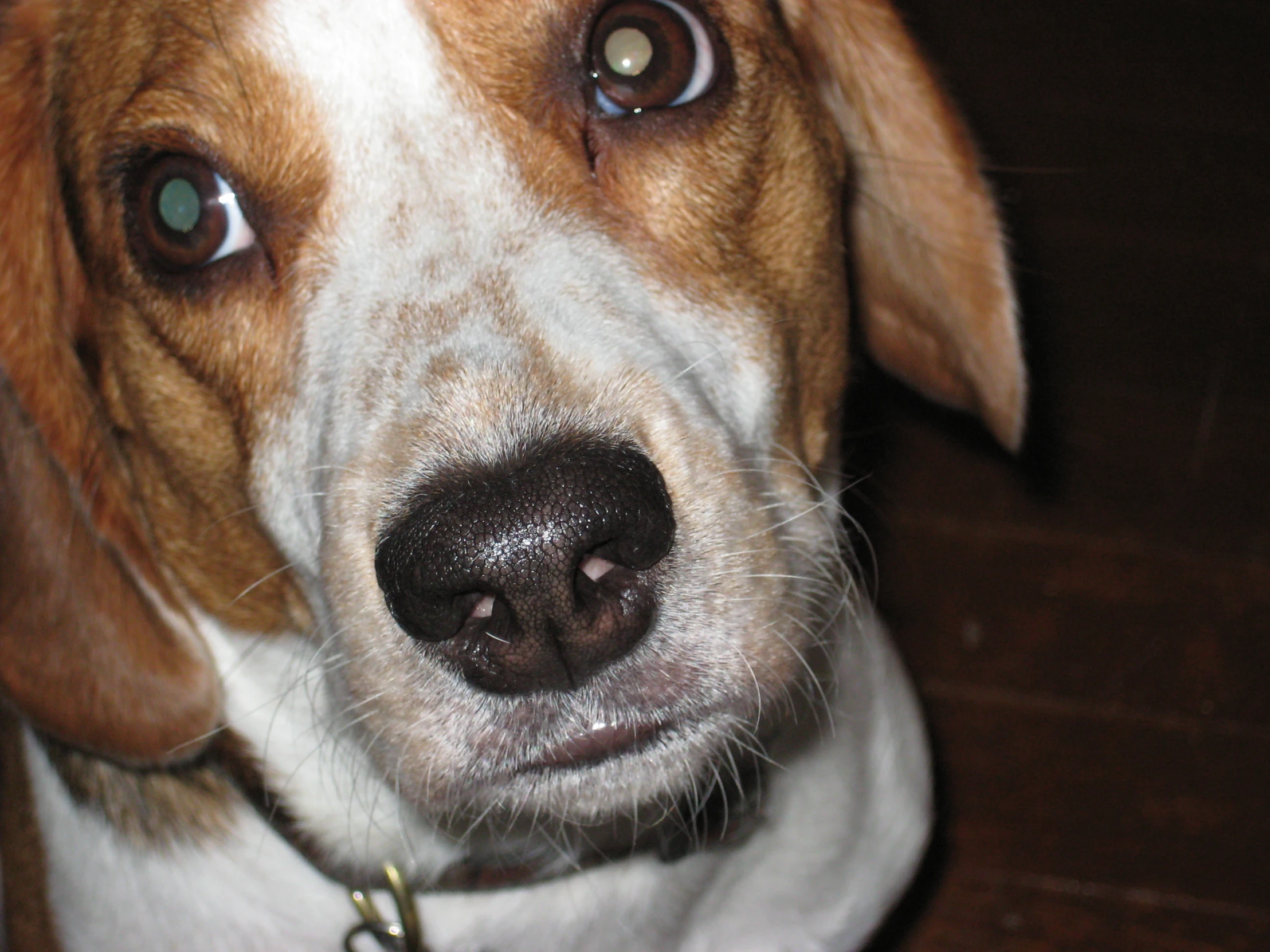 a brown and white dog staring at the camera