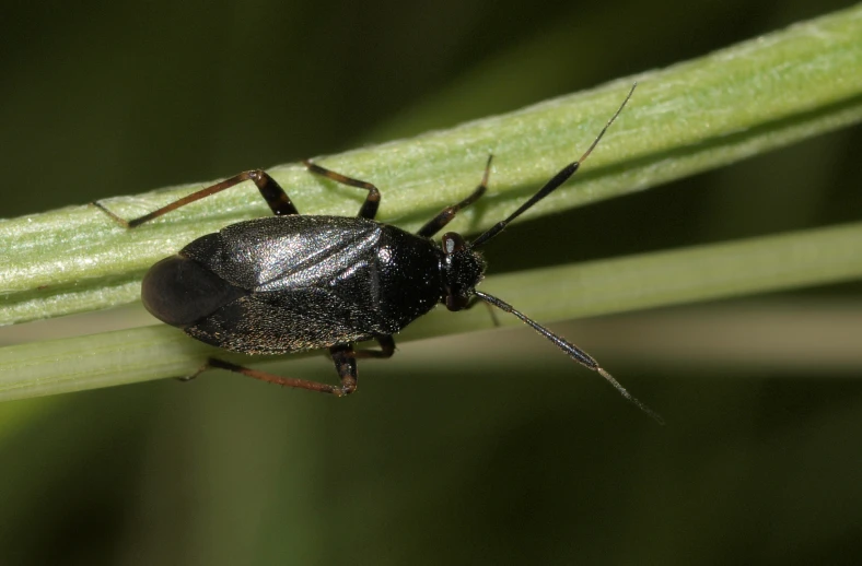 this is a beetle on a plant