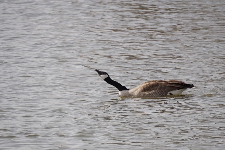 a swan on a lake in the midst of water