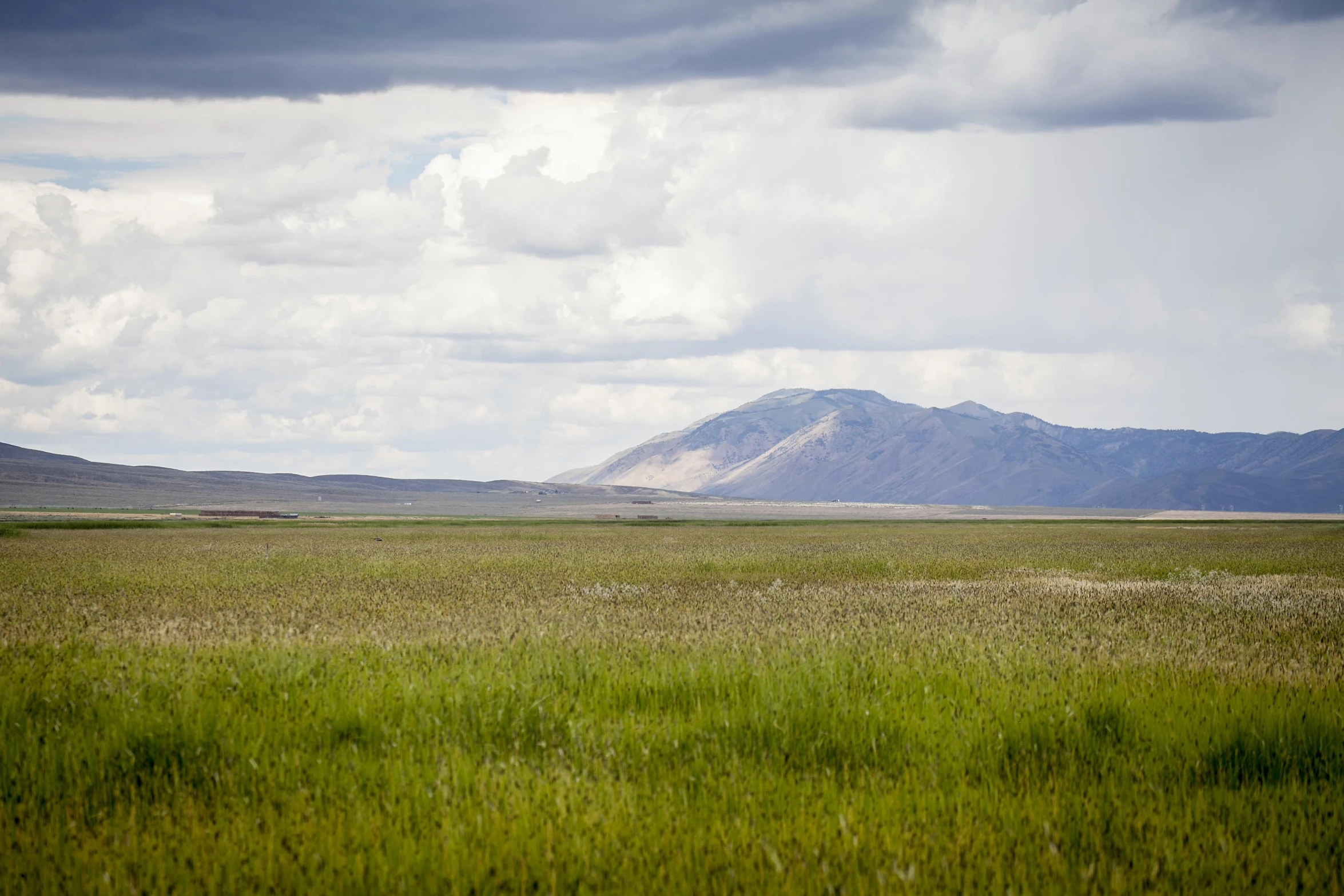 grass is in the foreground and a mountain is in the distance