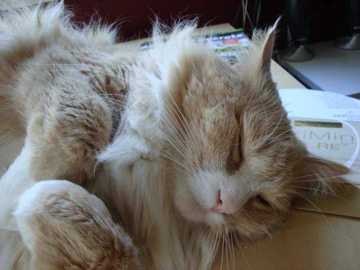 a cat laying down next to a package