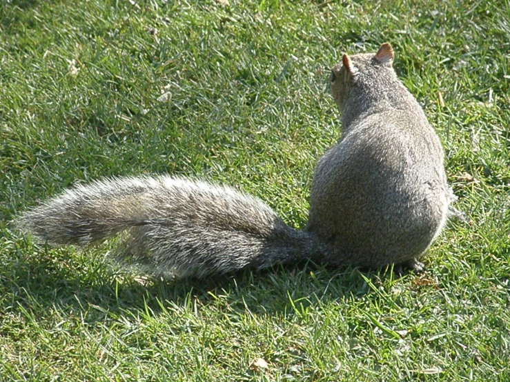 a squirrel sitting on the grass looking up