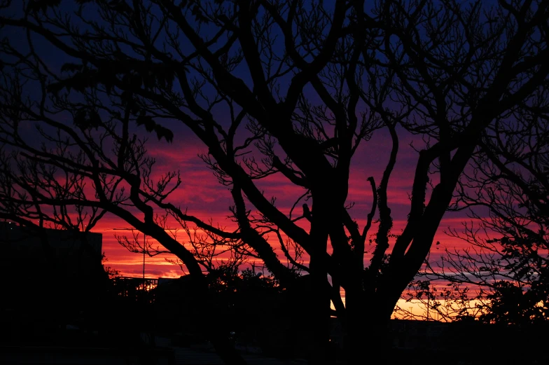 the silhouette of a tree in front of the sunset