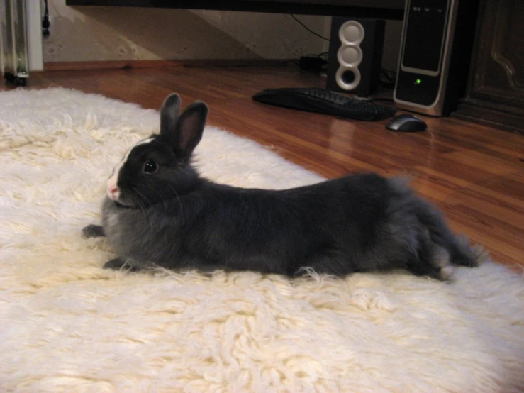 a small bunny is sitting on a rug
