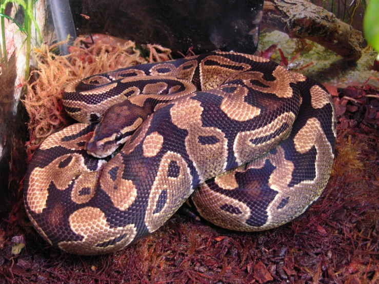 a ball python curled up against the surface in a cave