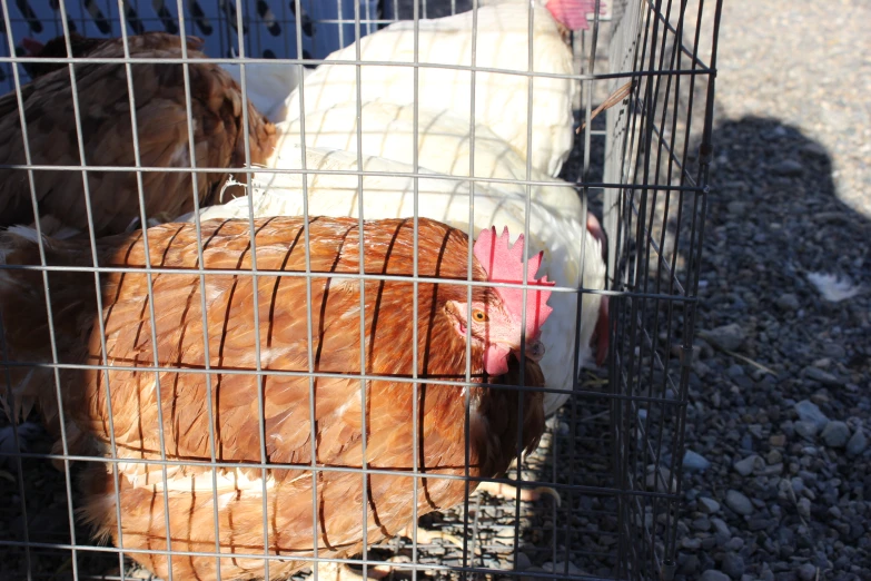 two large chickens inside a wire cage