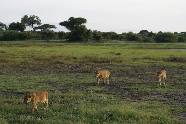 three animals grazing on some green grass and shrubs