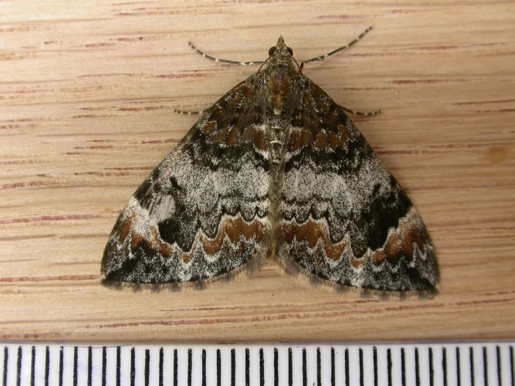 a moth is sitting on the surface of a table