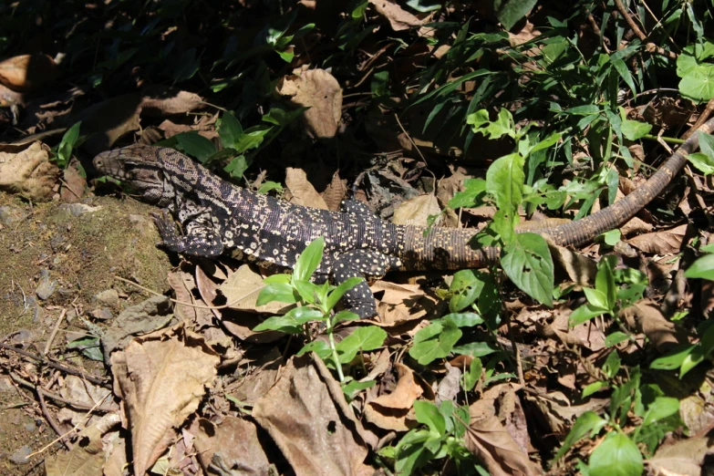 a lizard that is laying down in the grass