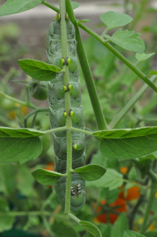 close up s of several pods in an open garden