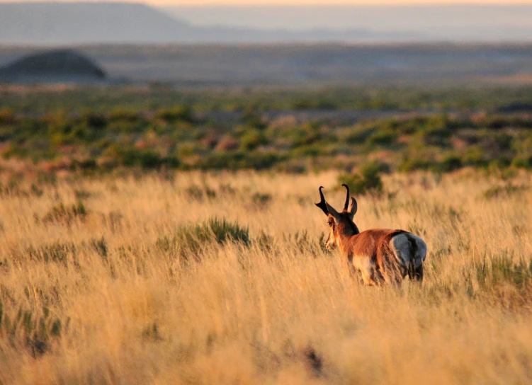 an antelope standing in the grass at sunset