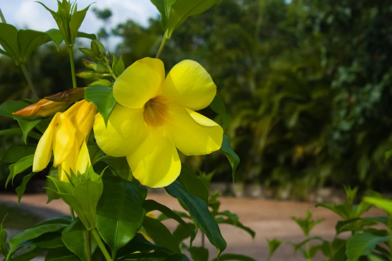 some yellow flowers are blooming near the tree