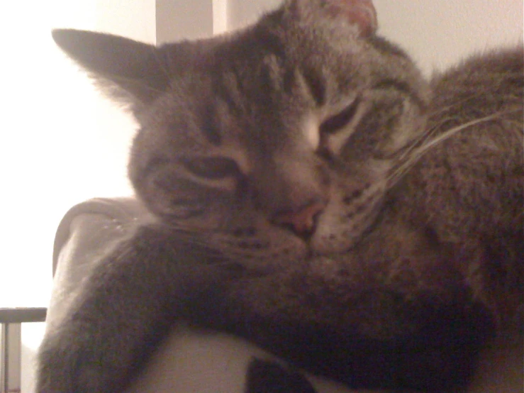 a close up s of a cat sleeping on a chair