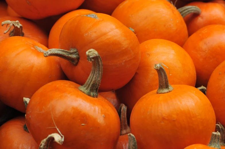 large orange pumpkins on display for sale