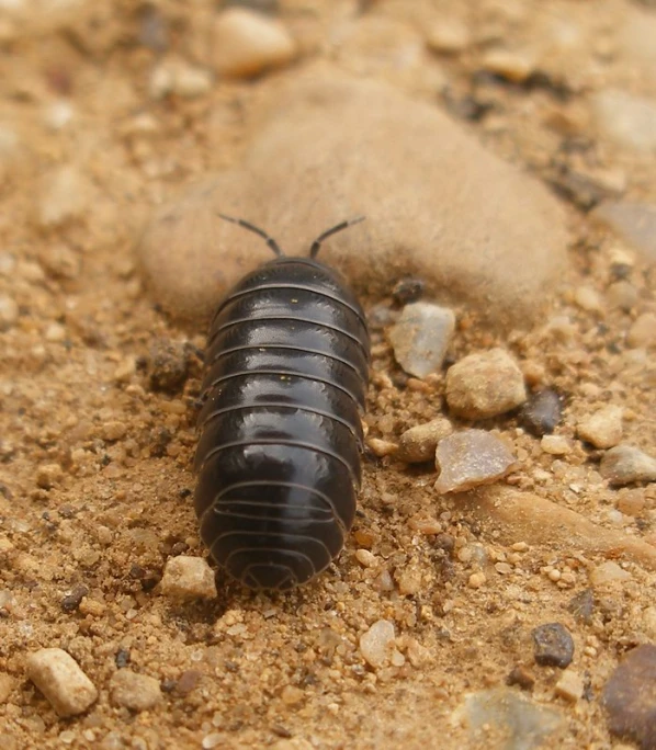 a small black bug crawling across a rocky field