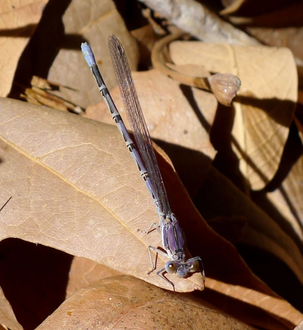 a close up of a dragonfly on some leaves