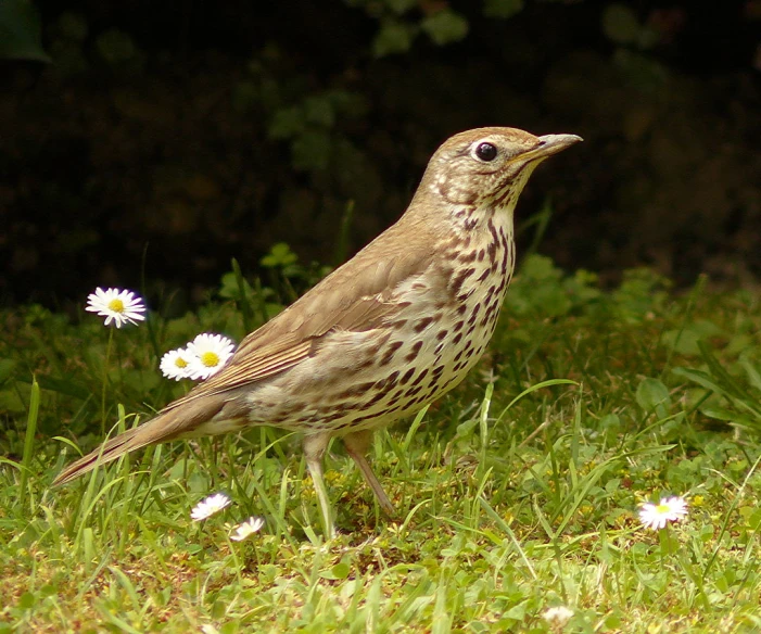 a bird is walking on some grass with daisies