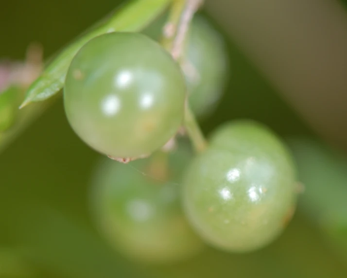 some white berries with green leaves in the background