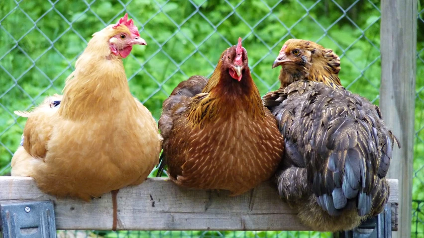 three chickens are standing around on a wood structure