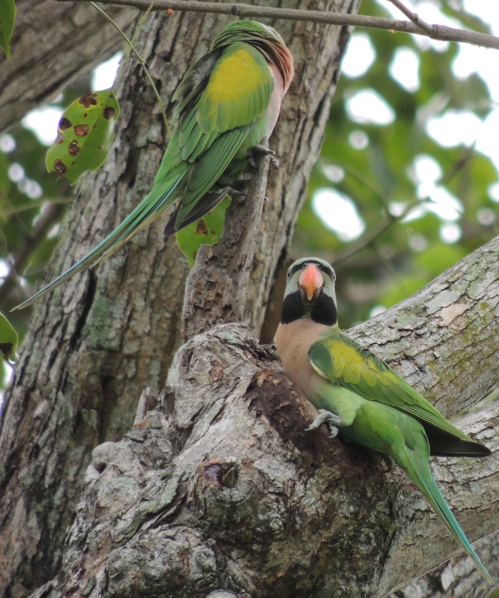 two parakeets perched in the nches of a tree