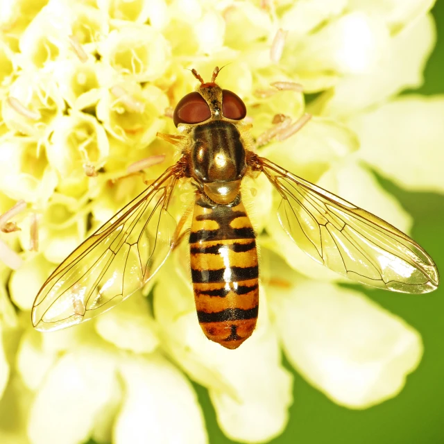 a large insect with many antennae on it