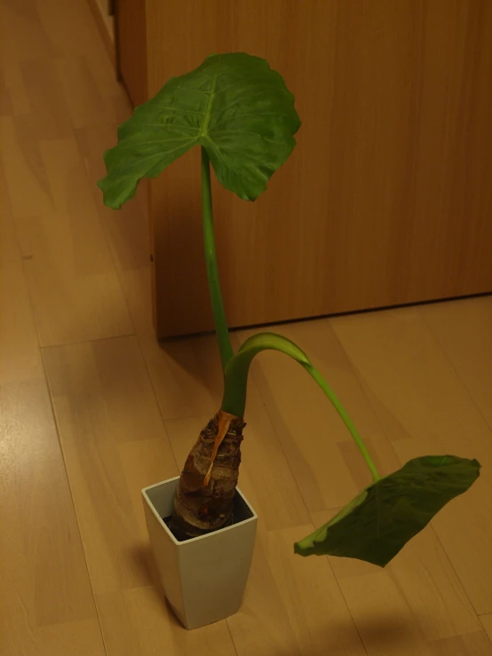 an image of a green plant in a white pot