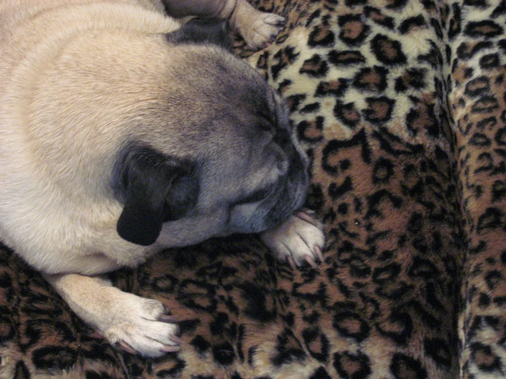 a small dog is sleeping on a leopard print blanket