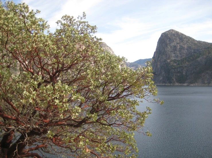 the view of a body of water and mountains from a tree