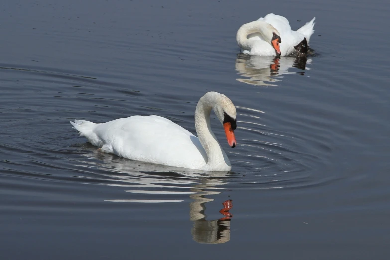 two swans are in the water and one is looking at the water