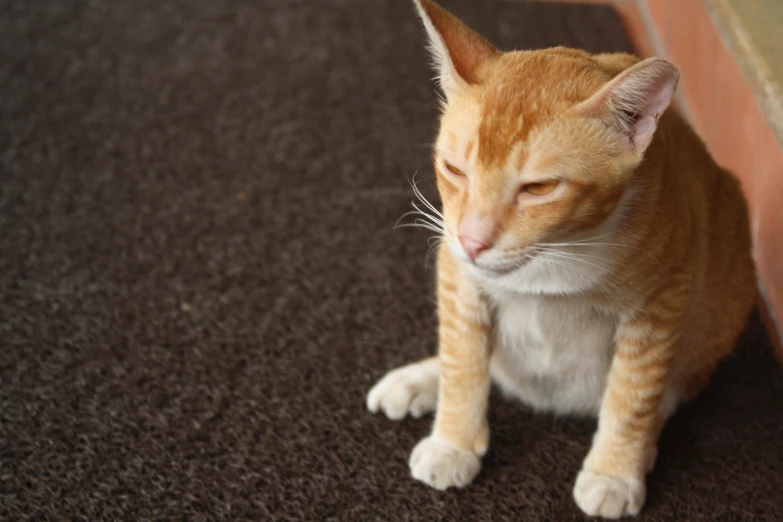 an orange and white cat is sitting on the carpet