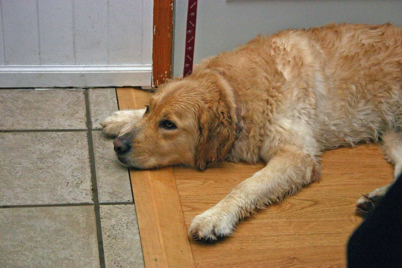 a golden retriever lying on the floor with his head down