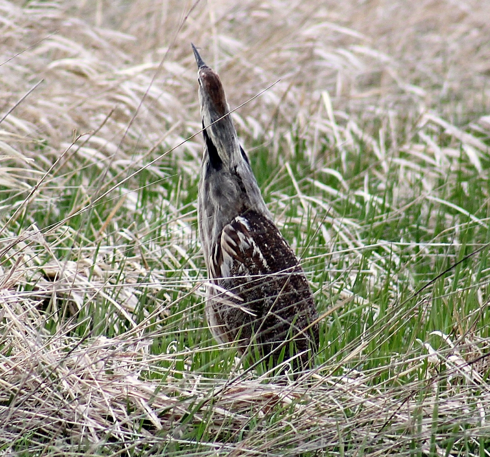 an image of bird walking through tall grass