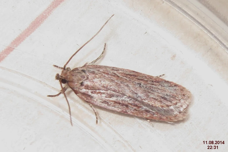 a brown and black bug is sitting on a glass