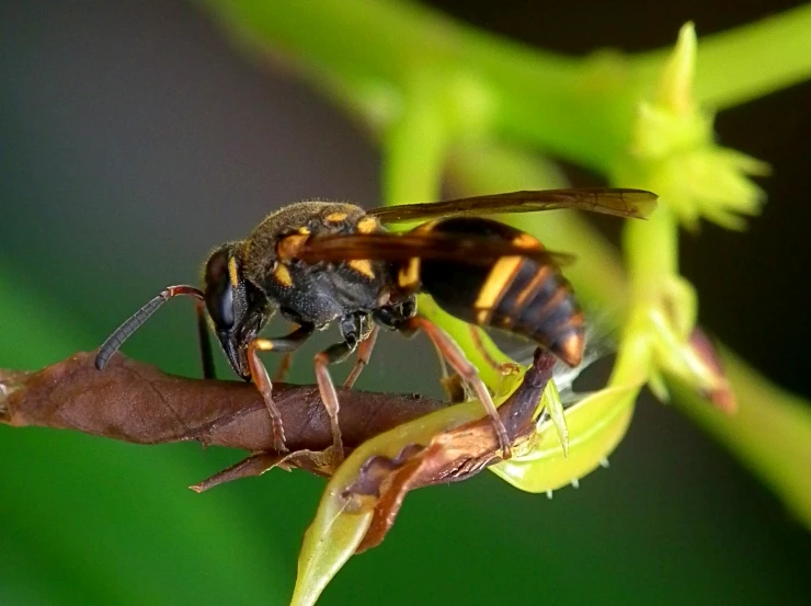 two hovers sitting on the tip of a green plant