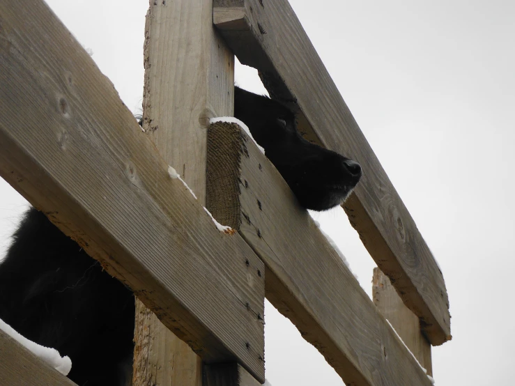 there is a black dog that is sticking his head through the fence