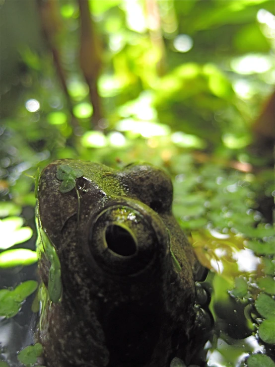 there is a frog that is floating in the water