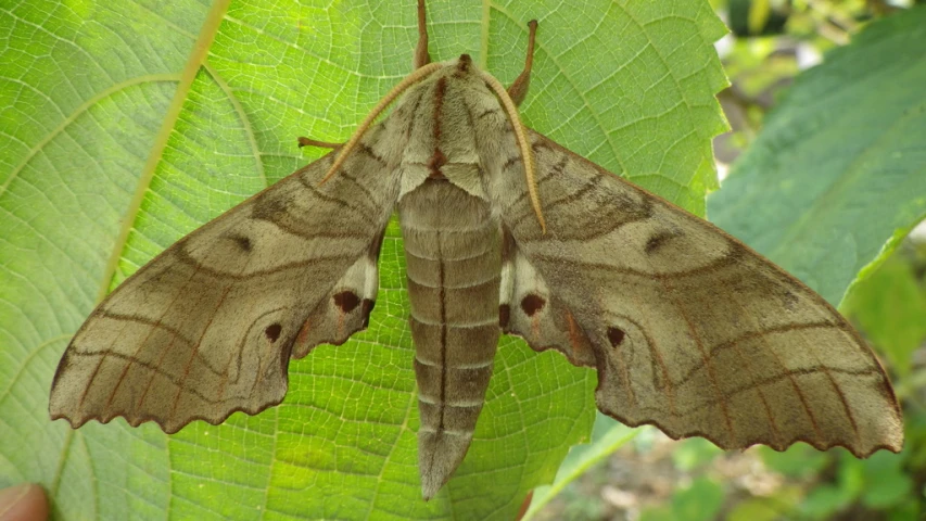 a large moth resting on top of a leaf