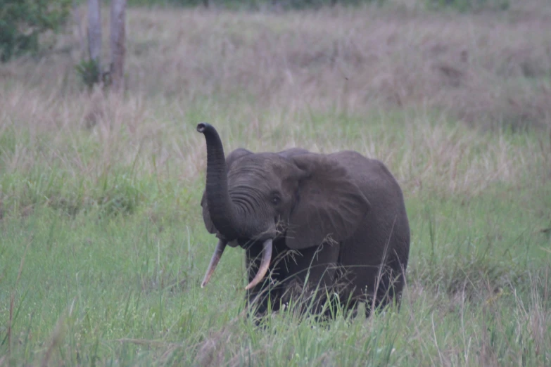 an elephant is walking through a grassy field