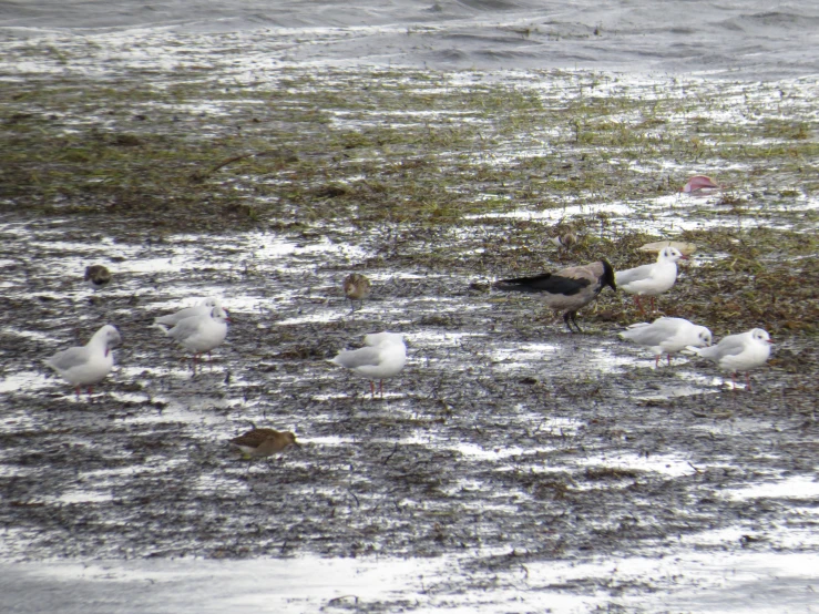 several birds are walking in a flooded field