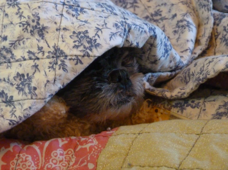 a dog peeks out from under a blanket